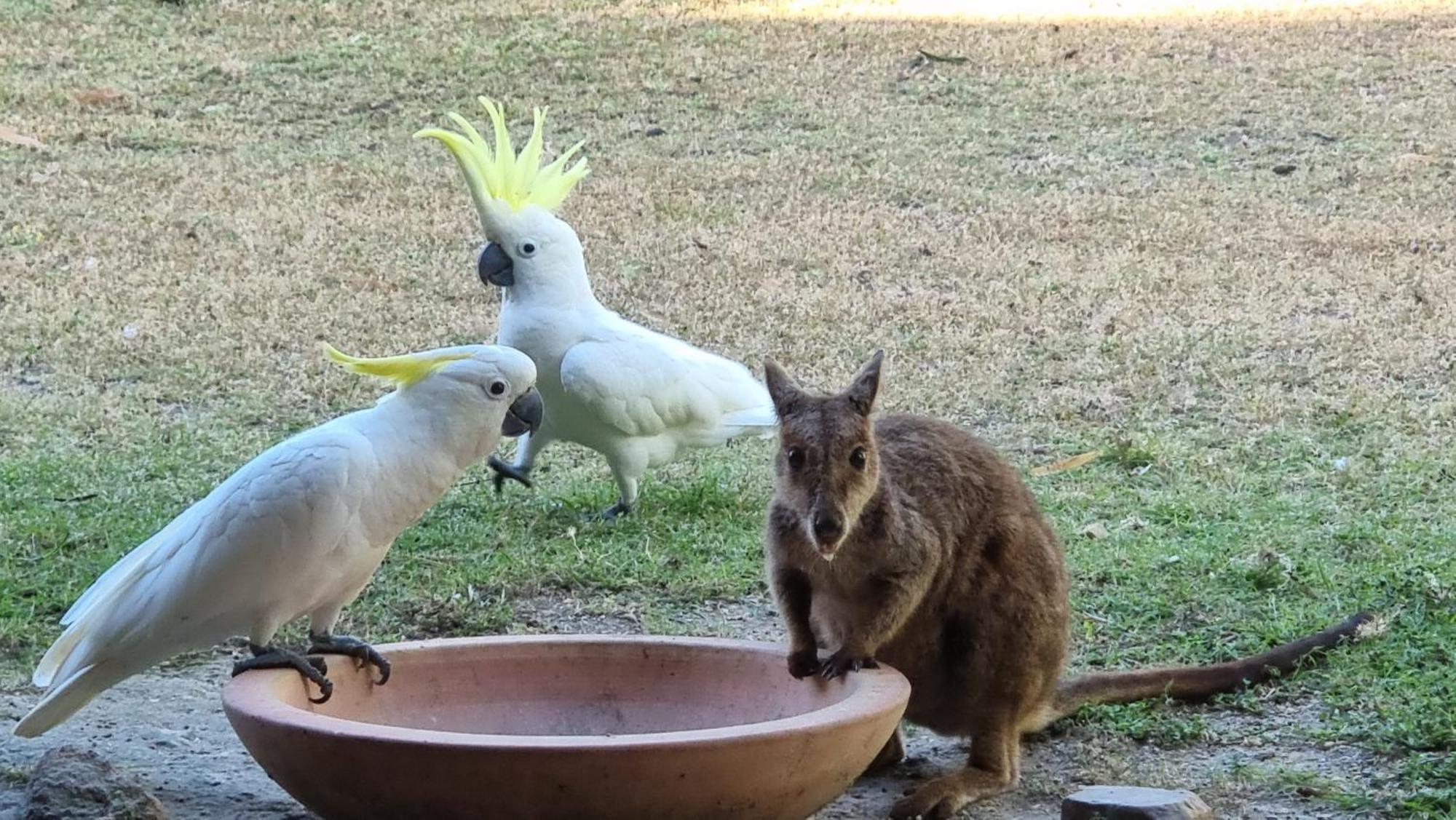 Magnetic Island Bed And Breakfast Horseshoe Bay Bagian luar foto