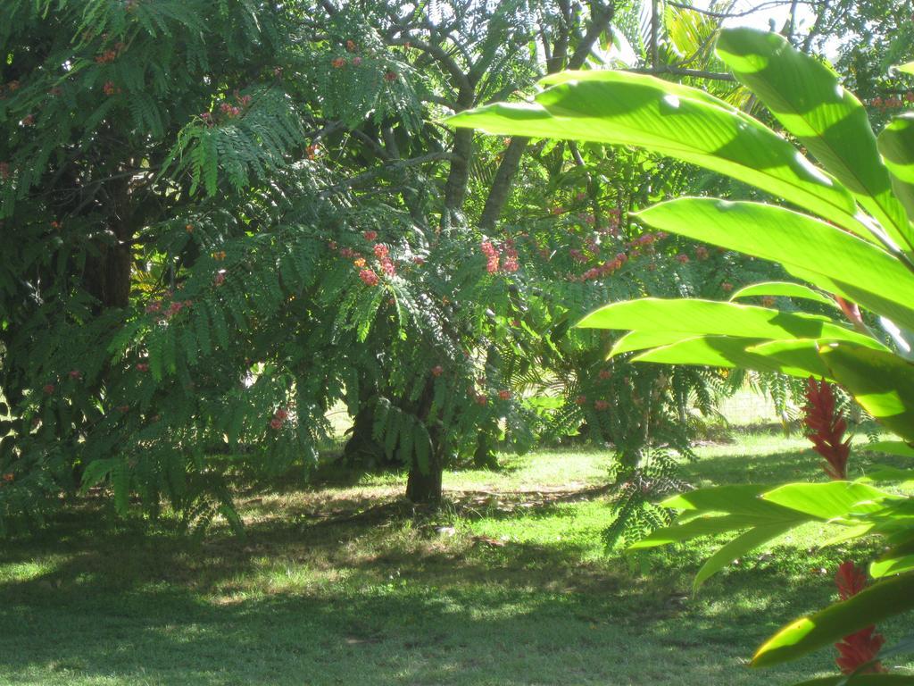 Magnetic Island Bed And Breakfast Horseshoe Bay Bagian luar foto